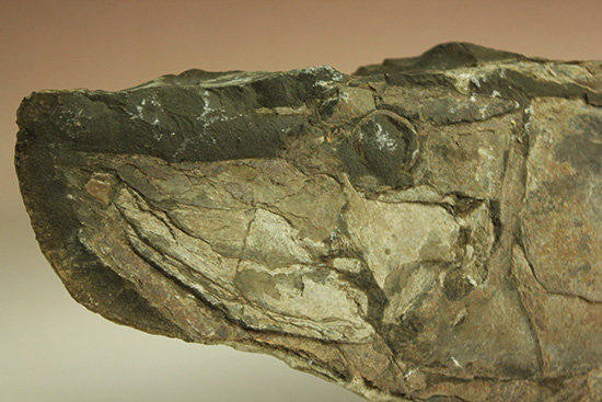 顔面凶器！化石になってもその迫力を失わない古代魚。７０ｃｍに迫る高品位ネガポジ２枚組化石です。/中生代白亜紀（1億3500万 -- 6500万年前）【ot631】