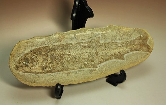 全景がほぼ完全に保存されたブラジル産の魚化石。美しい輪郭にご注目。