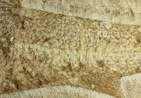 全景がほぼ完全に保存されたブラジル産の魚化石。美しい輪郭にご注目。