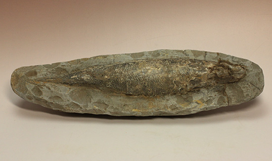 ブラジル・セアラ層産古代魚ラコレピス。（その1）