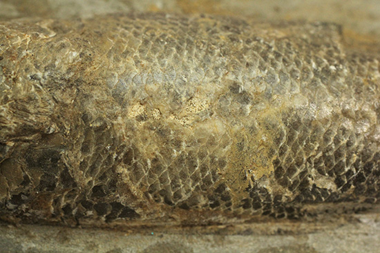ブラジル・セアラ層産古代魚ラコレピス。（その11）