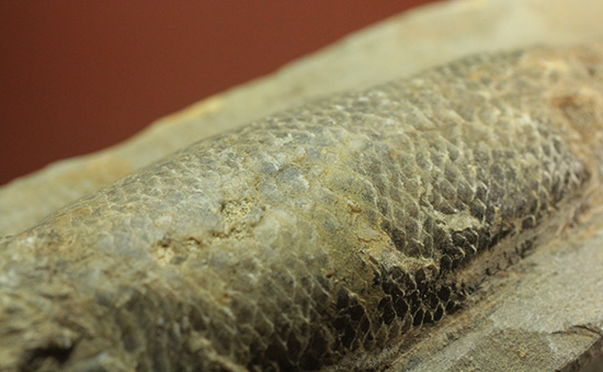 ブラジル・セアラ層産古代魚ラコレピス。（その12）