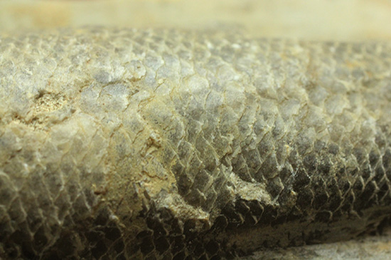 ブラジル・セアラ層産古代魚ラコレピス。（その14）