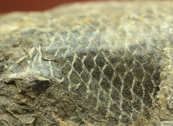 ブラジル・セアラ層産古代魚ラコレピス。（その15）