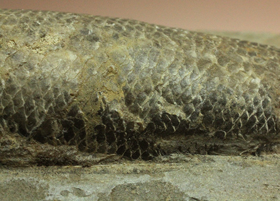 ブラジル・セアラ層産古代魚ラコレピス。（その16）