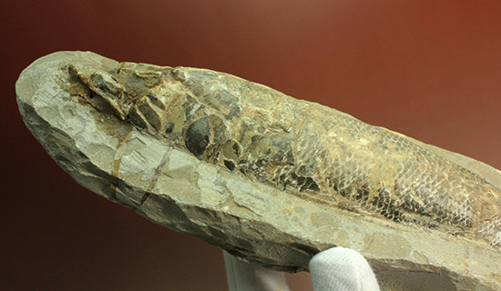 ブラジル・セアラ層産古代魚ラコレピス。（その17）