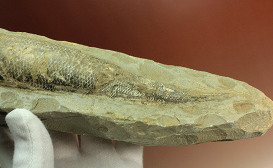 ブラジル・セアラ層産古代魚ラコレピス。（その18）