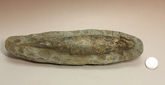 ブラジル・セアラ層産古代魚ラコレピス。（その19）