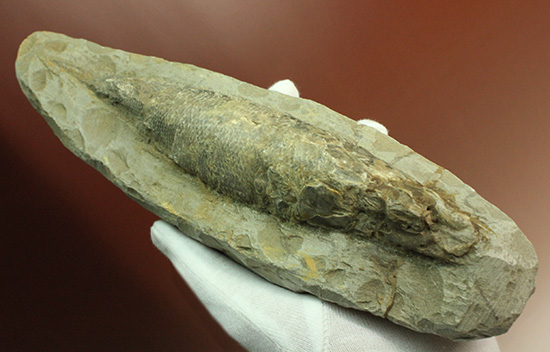 ブラジル・セアラ層産古代魚ラコレピス。（その2）