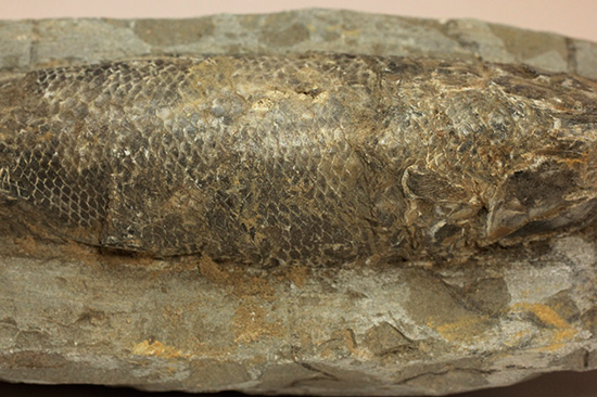 ブラジル・セアラ層産古代魚ラコレピス。（その4）