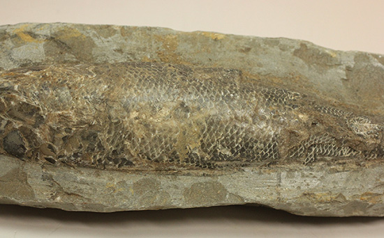 ブラジル・セアラ層産古代魚ラコレピス。（その7）