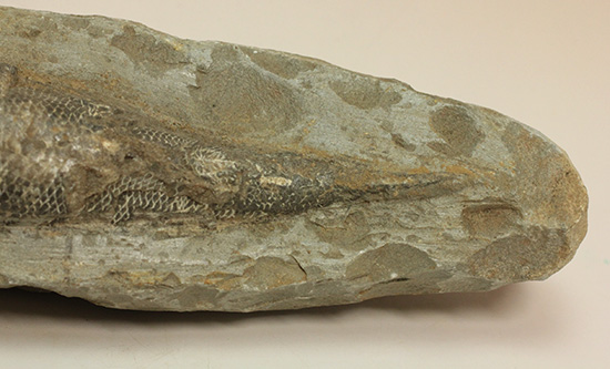ブラジル・セアラ層産古代魚ラコレピス。（その8）