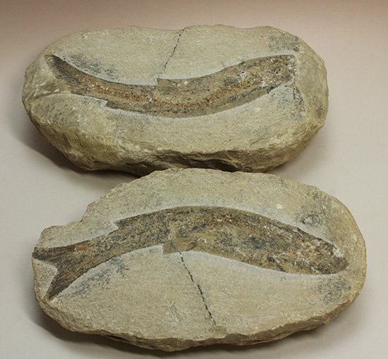 サンタナフォーメーション産、2枚きちんと揃った魚化石（その1）
