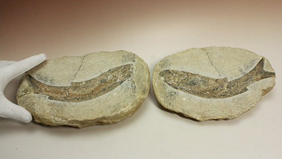 サンタナフォーメーション産、2枚きちんと揃った魚化石（その11）