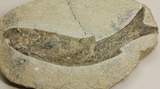 サンタナフォーメーション産、2枚きちんと揃った魚化石（その12）