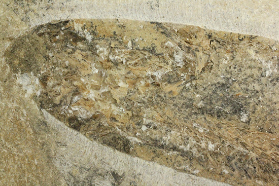 サンタナフォーメーション産、2枚きちんと揃った魚化石（その13）