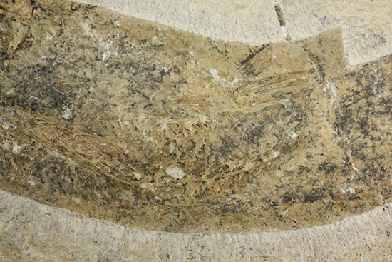 サンタナフォーメーション産、2枚きちんと揃った魚化石（その14）