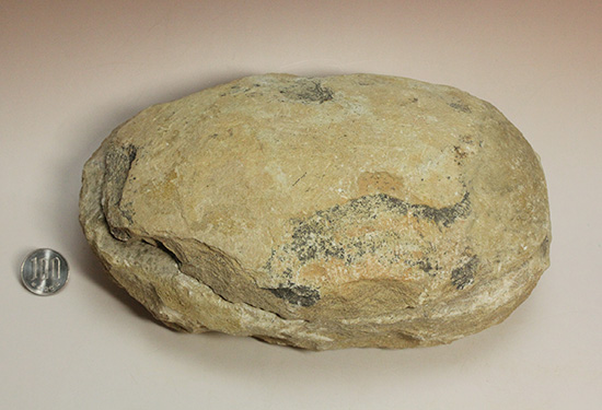 サンタナフォーメーション産、2枚きちんと揃った魚化石（その16）