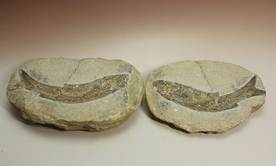 サンタナフォーメーション産、2枚きちんと揃った魚化石（その2）