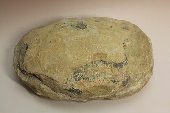 サンタナフォーメーション産、2枚きちんと揃った魚化石（その3）