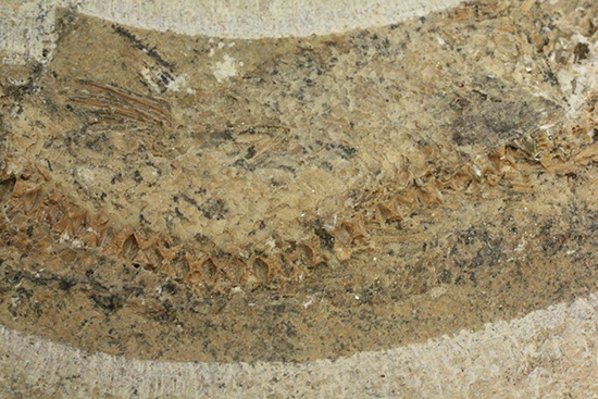 サンタナフォーメーション産、2枚きちんと揃った魚化石（その5）