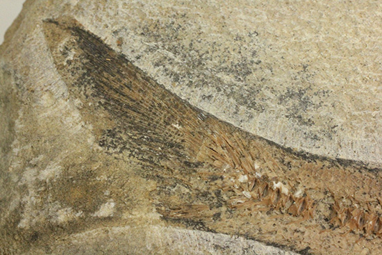 サンタナフォーメーション産、2枚きちんと揃った魚化石（その7）