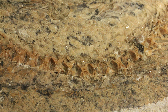 サンタナフォーメーション産、2枚きちんと揃った魚化石（その9）