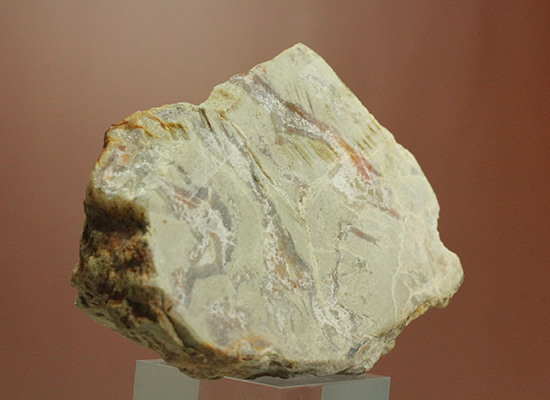 におっても大丈夫！生痕化石こと、恐竜のウンチ化石コプロライト(Coplorite)（その1）