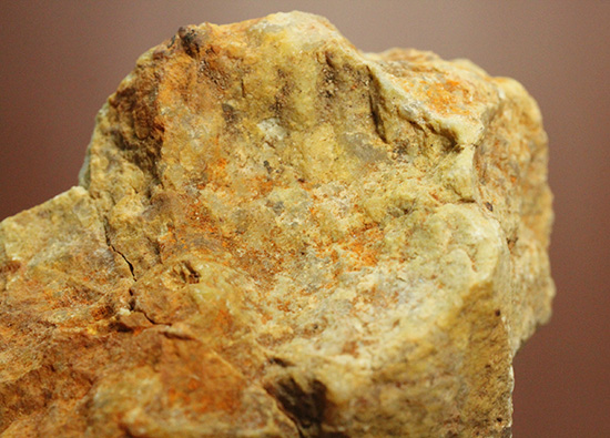 におっても大丈夫！生痕化石こと、恐竜のウンチ化石コプロライト(Coplorite)（その10）