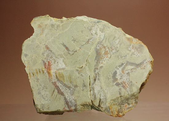 におっても大丈夫！生痕化石こと、恐竜のウンチ化石コプロライト(Coplorite)（その12）