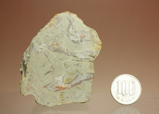 におっても大丈夫！生痕化石こと、恐竜のウンチ化石コプロライト(Coplorite)（その14）
