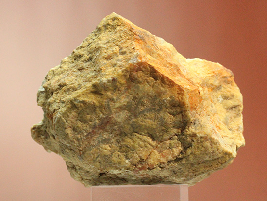 におっても大丈夫！生痕化石こと、恐竜のウンチ化石コプロライト(Coplorite)（その2）