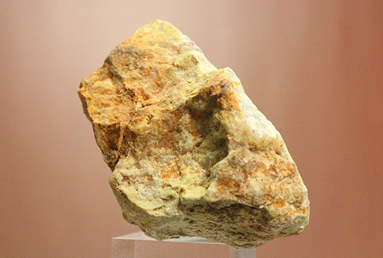 におっても大丈夫！生痕化石こと、恐竜のウンチ化石コプロライト(Coplorite)（その3）