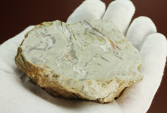 におっても大丈夫！生痕化石こと、恐竜のウンチ化石コプロライト(Coplorite)（その7）