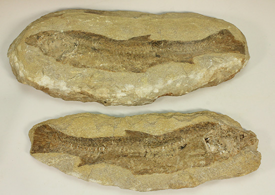 完全２枚組の古代魚パラエロプス。やわらかく落ち着いた印象。本体計測２７ｃｍ４ｋｇに迫る重量。