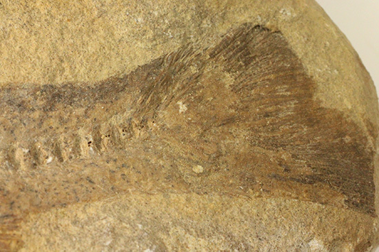 完全２枚組の古代魚パラエロプス。やわらかく落ち着いた印象。本体計測２７ｃｍ４ｋｇに迫る重量。（その18）