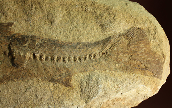 完全２枚組の古代魚パラエロプス。やわらかく落ち着いた印象。本体計測２７ｃｍ４ｋｇに迫る重量。（その7）