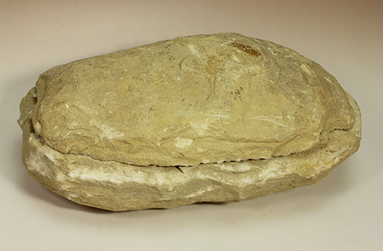 典型的なノジュール古代魚化石。一級美品。（その1）