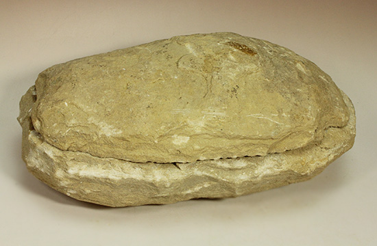 典型的なノジュール古代魚化石。一級美品。(その1)