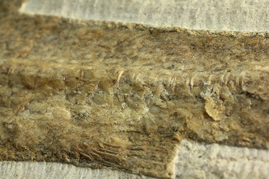 典型的なノジュール古代魚化石。一級美品。（その10）