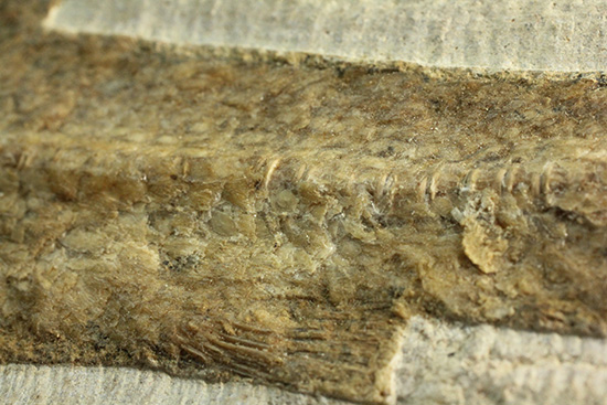 典型的なノジュール古代魚化石。一級美品。(その10)