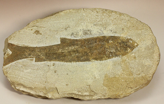 典型的なノジュール古代魚化石。一級美品。（その12）