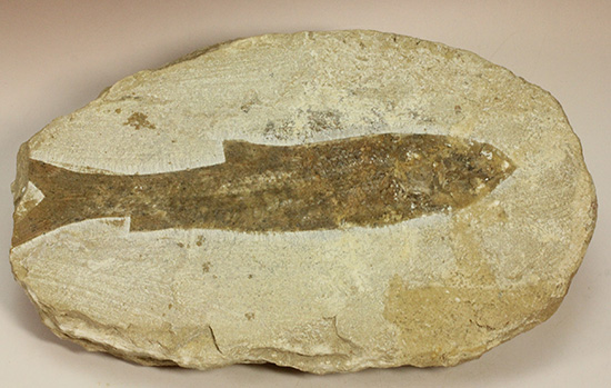 典型的なノジュール古代魚化石。一級美品。(その12)