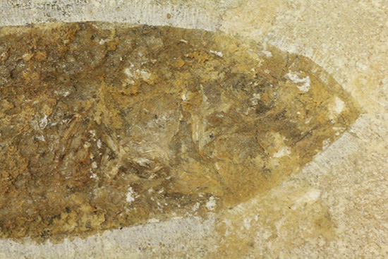 典型的なノジュール古代魚化石。一級美品。(その13)