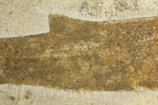 典型的なノジュール古代魚化石。一級美品。（その14）