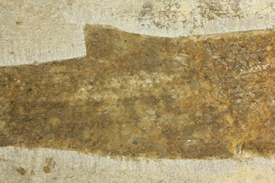 典型的なノジュール古代魚化石。一級美品。(その14)