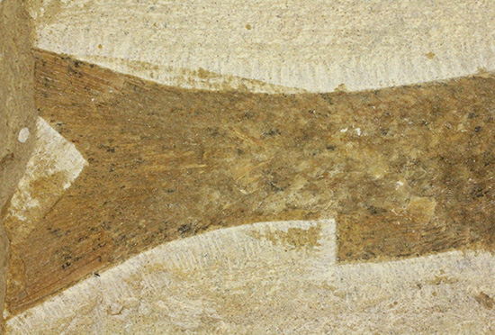 典型的なノジュール古代魚化石。一級美品。（その15）