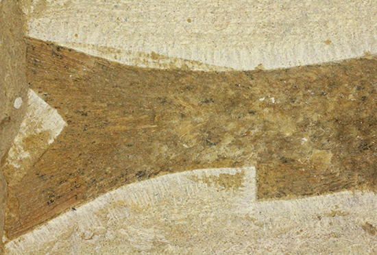 典型的なノジュール古代魚化石。一級美品。(その15)