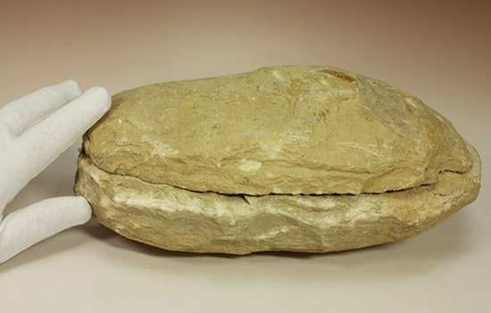 典型的なノジュール古代魚化石。一級美品。(その16)