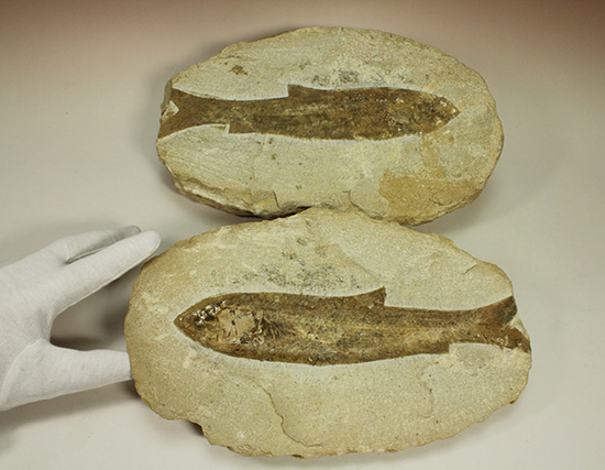 典型的なノジュール古代魚化石。一級美品。(その17)